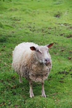 White domestic Sheep greezing in green meadow