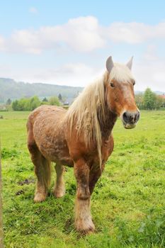 Percheron horse greezing in Torcy-le-Grand, France