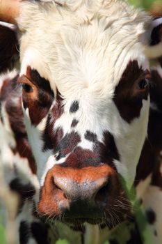 Beautiful cow close up portrait in Normandy, France