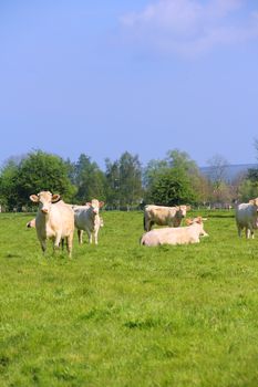 White purebred Normandy cows on summer pasture