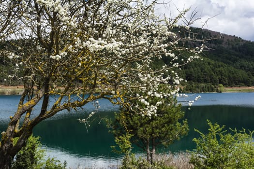 A blue lake with white flowers - landscape.