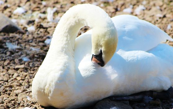 A close-up image of an adult Mute swan.