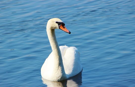 A close-up image of an adult Mute Swan swimming in blue water.