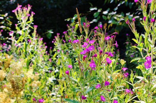 Close-up image of Great Willowherb.