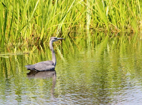 A colourful image of a Grey Heron swimming in a Nature reserve.
