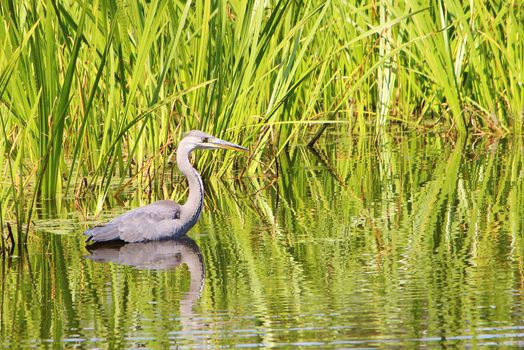 A colourful image of a Grey Heron in an English Nature reserve.