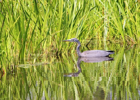 A beautiful image of a Grey Heron in an English Nature reserve.