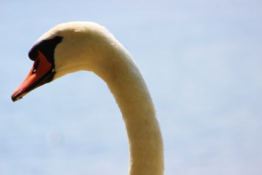 A close-up image of an adult Mute Swan.