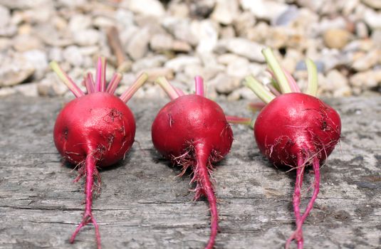 Three freshly picked beetroots, Chioggia, an Italian heirloom variety, with the remains of their tops attached. Set on a rustic wooden base on a landscape format shot at a low angle.