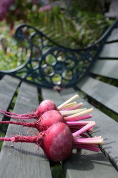 Three freshly picked beetroots, Chioggia, an Italian heirloom variety, with remains of stems attached. Set on a rustic green wooden garden bench base on a portrait format.