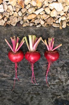 Three freshly picked beetroots, Chioggia, an Italian heirloom variety, with remains of stems attached. Set in a line on a rustic wooden base and a garden gravel pathbase. Set on a portrait format, looking from above.