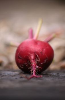 A single freshly picked beetroot, Chioggia, an Italian heirloom variety. Set on a rustic wooden base, on a portrait format. Detail on the root of the vegetable.