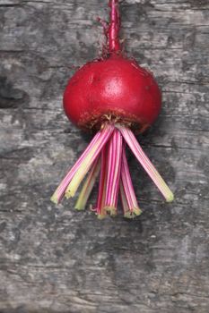 A single freshly picked beetroot, Chioggia, an Italian heirloom variety. Set on a rustic wooden base, on a portrait format looking from above.