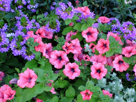 Abstract background of flowers. Close-up photo