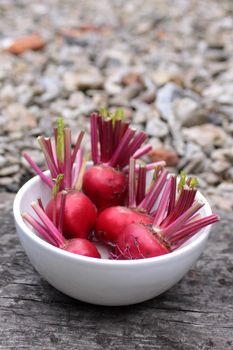 Freshly harvested beetroots, Chioggia, an Italian heirloom variety, with remains of stems attached in a white bowl. Set on a rustic wooden base with a gravel path behind on a portrait format.