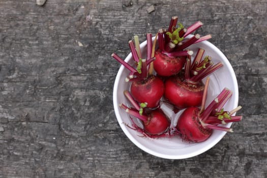 Freshly harvested beetroots, Chioggia, an Italian heirloom variety, with remains of stems attached in a white bowl. Set on a rustic wooden base on a landscape format.