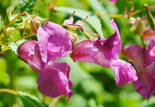 A colourful image of Indian Balsam.