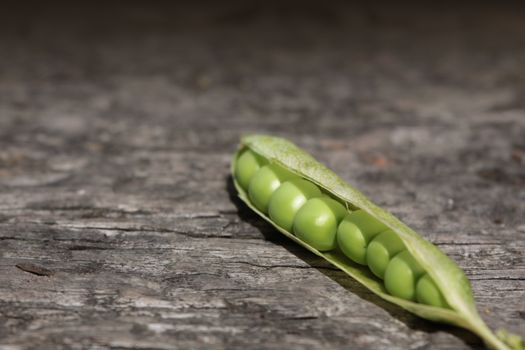 A close up view of a single pea pod with its peas exposed to view. Set on a landscape format on a wooden base.