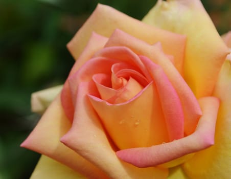 Close-up image of a beautiful pink and yellow Rose bloom.
