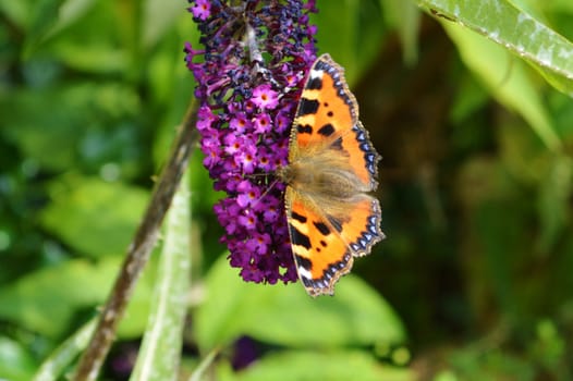 Close-up image of a Small Tortoiseshell Butterfly.