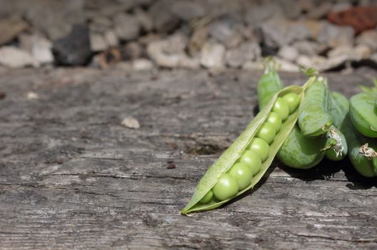 A crop of freshly picked peas in their pods. Set on a landscape format on a wooden base, with a gravel garden path in soft focus to background.