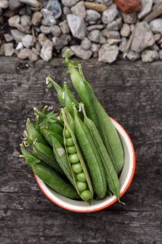 A crop of freshly picked organically grown peas in a small ceramic bowl. One pod is open showing the fresh peas inside its pod. Set on a portrait format.