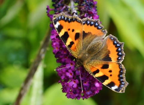 Close-up image of a Small Tortoiseshell Butterfly.