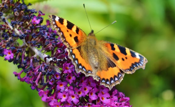 Close-up image of a Small Tortoiseshell Butterfly.