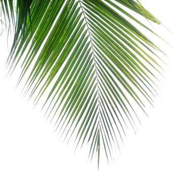 Palm Leaf