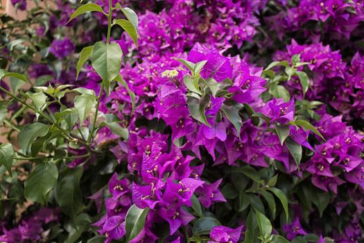 Bougainvillea glabra: glossy, dark green leaves and glorious magenta floral bracts.