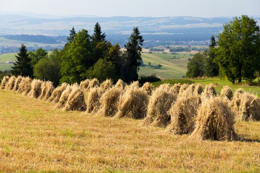 field with some bundles of hay in the summer on blue sky background