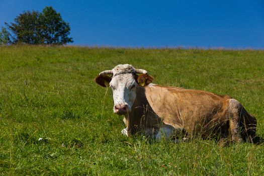 single cow laying on green meadow on blue sky background