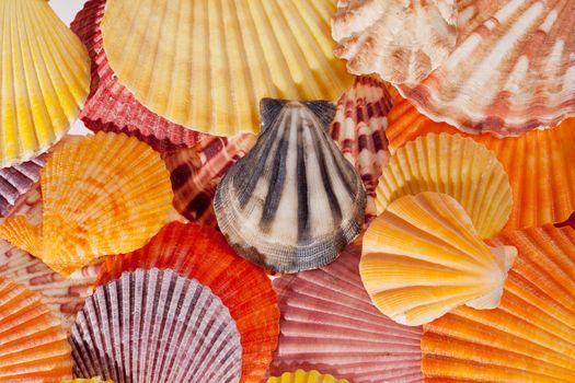 collection of various colorful seashells  - macro