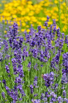 lot of flowers of violet lavender blooming in garden
