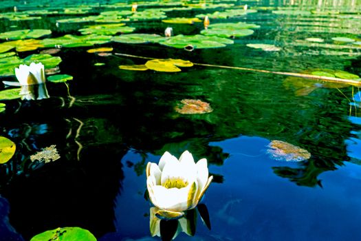 White Waterlily Floating