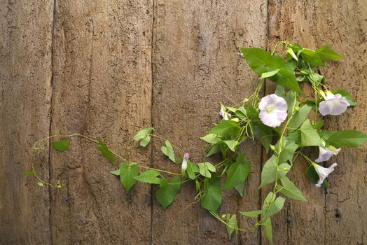 Perennial vine flower on old wood wall with space for text
