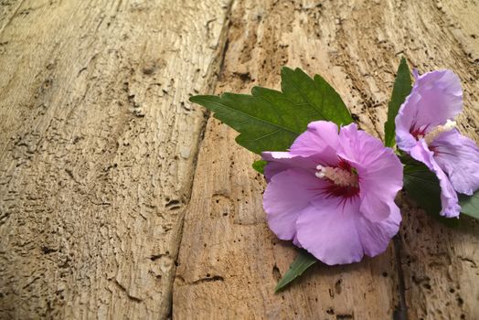 flowers on old wooden background