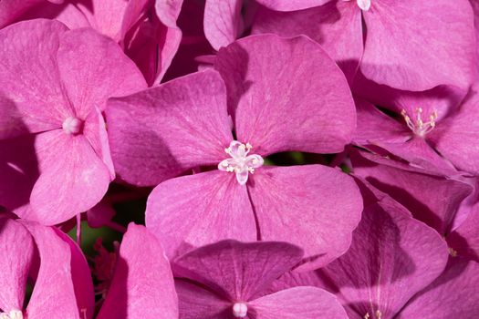 background of flowers of pink hydrangea close up