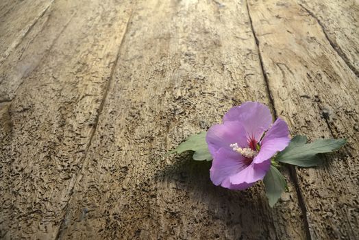 A flower on the old wooden floor