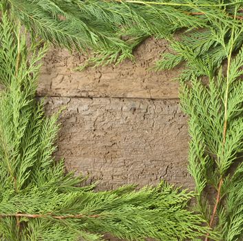 Christmas fir tree on a wooden board with text area