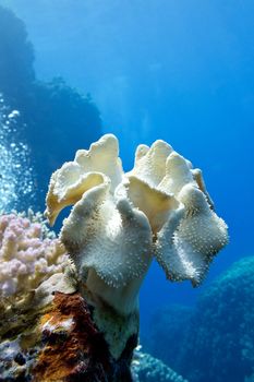 coral reef with great yellow soft coral mushroom leather  at the bottom of tropical sea on blue water background