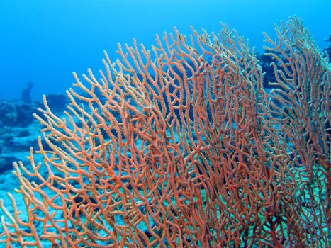 coral reef with beautiful great gorgoniam at the bottom of tropical sea