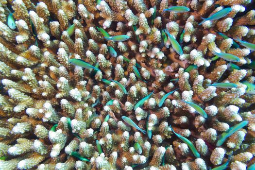 coral reef with hard corals and fishes chromis caerulea at the bottom of tropical sea