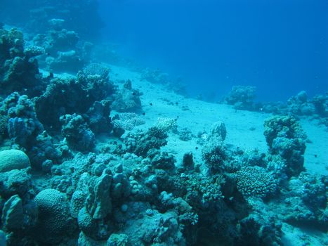 coral reef at great depth in tropical sea on blue water background