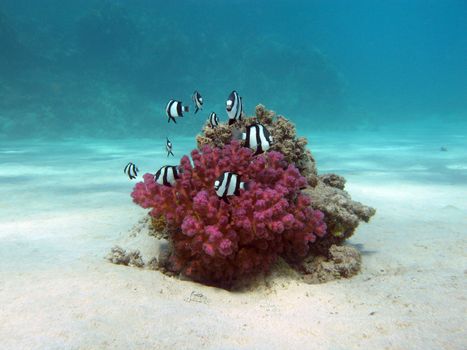 coral reef with hard coral and exotic fishes white-tailed damselfish  at the bottom of tropical sea  on blue water background