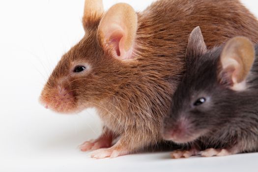 Two mouses, brown and black, over white background