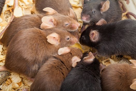 Group of laboratory mouses eating cheese. Top view photo