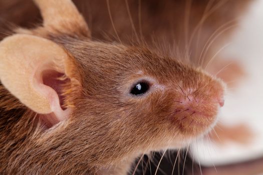 Photo of brown mouse, over white background