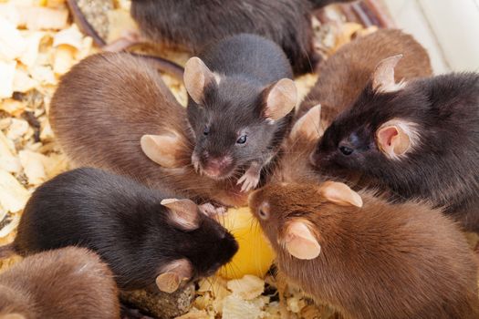 Group of laboratory mouses eating cheese. Top view photo
