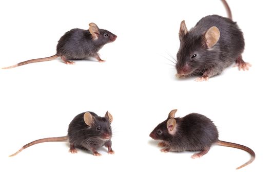 Photo of black mouse in different positions, isolated on white background